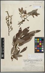 Foto von Salix appendiculata Vill.